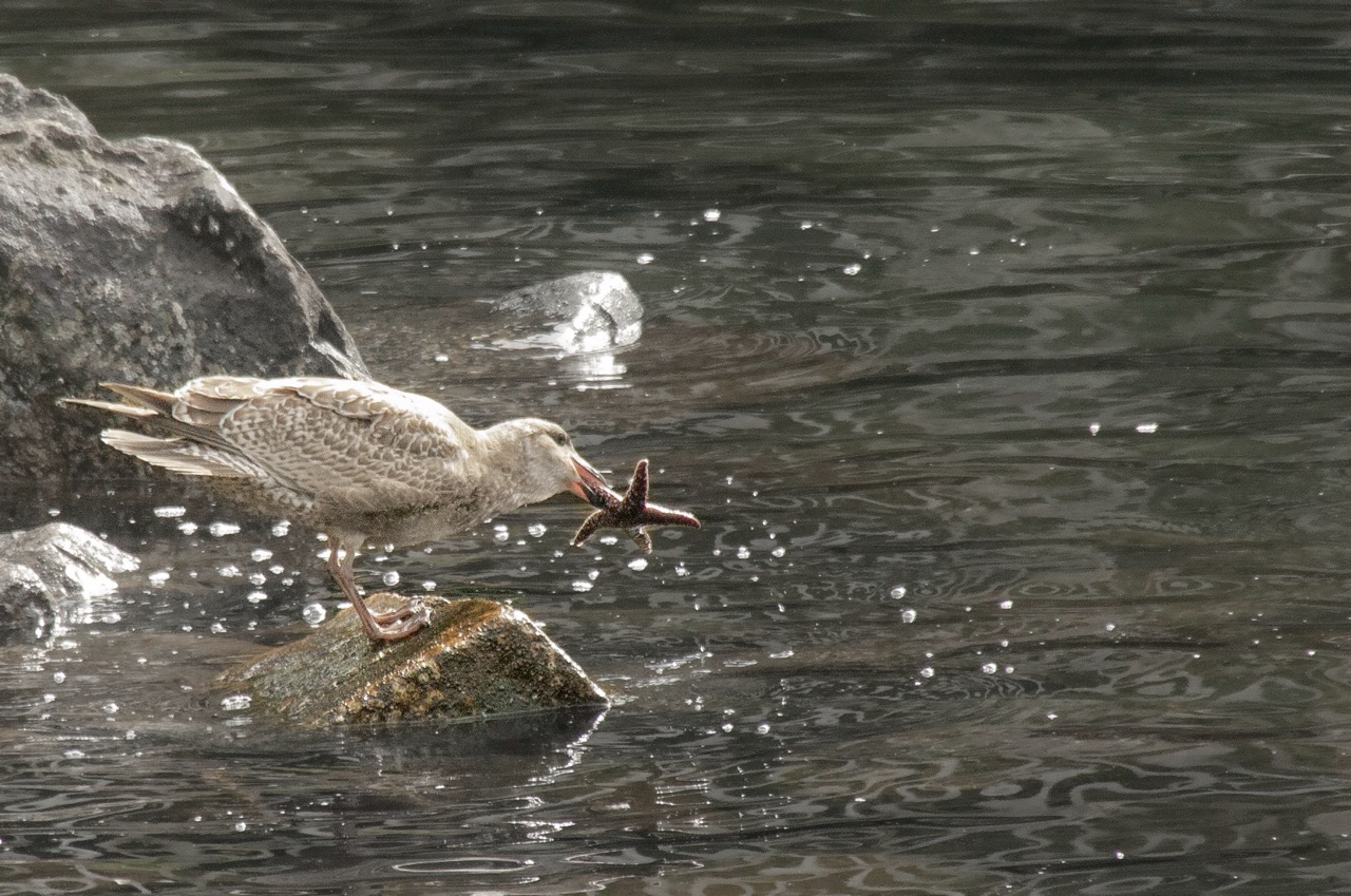 A seagull eating a starfish.