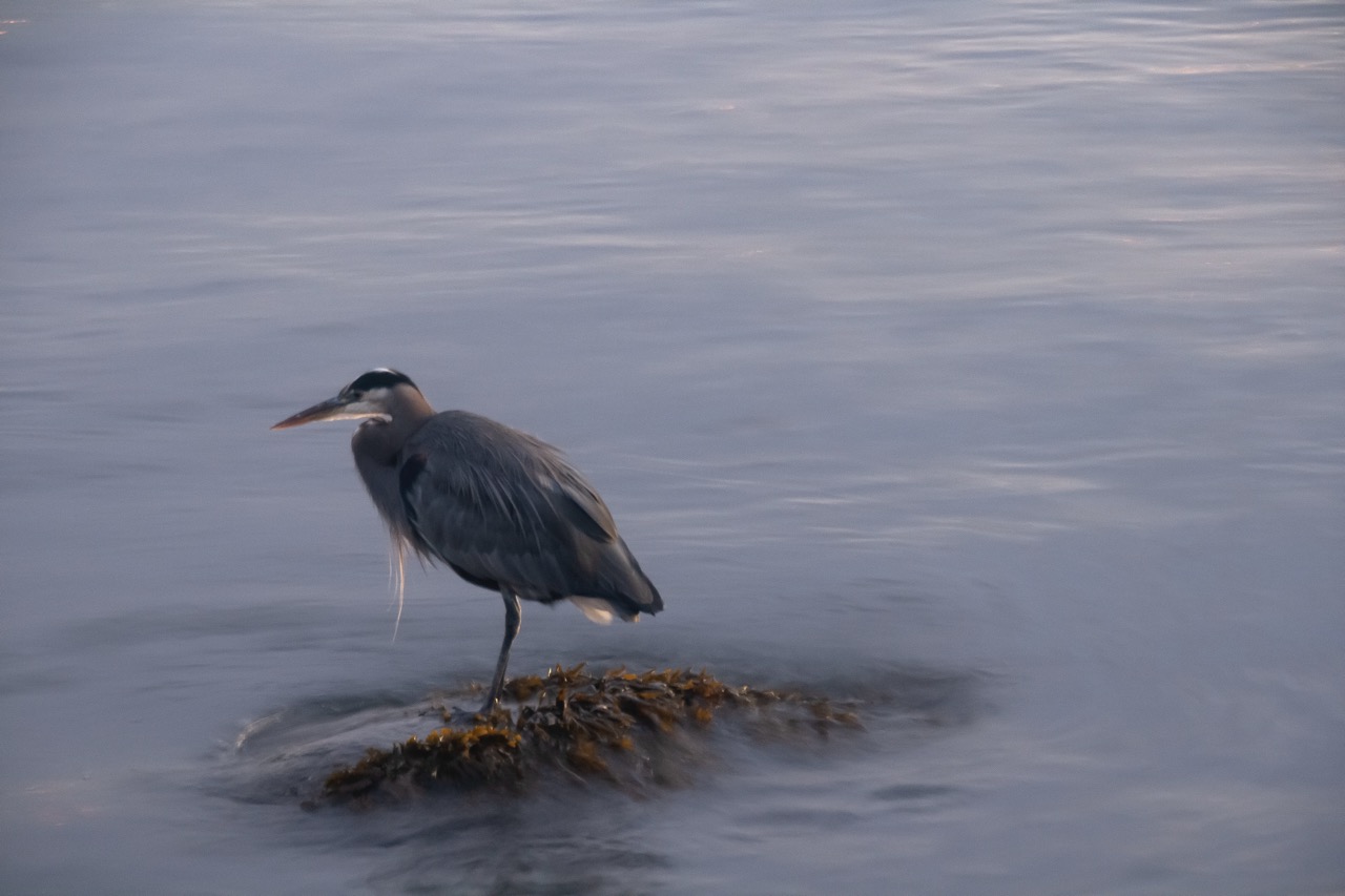 A Heron standing on a seaweed covered rock in the Ocean.