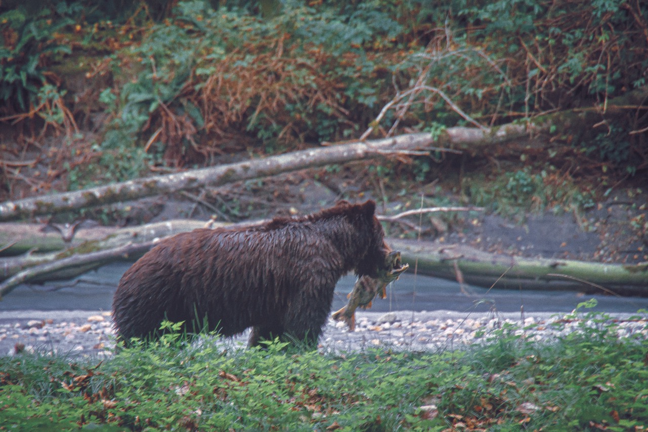 Bear and fish