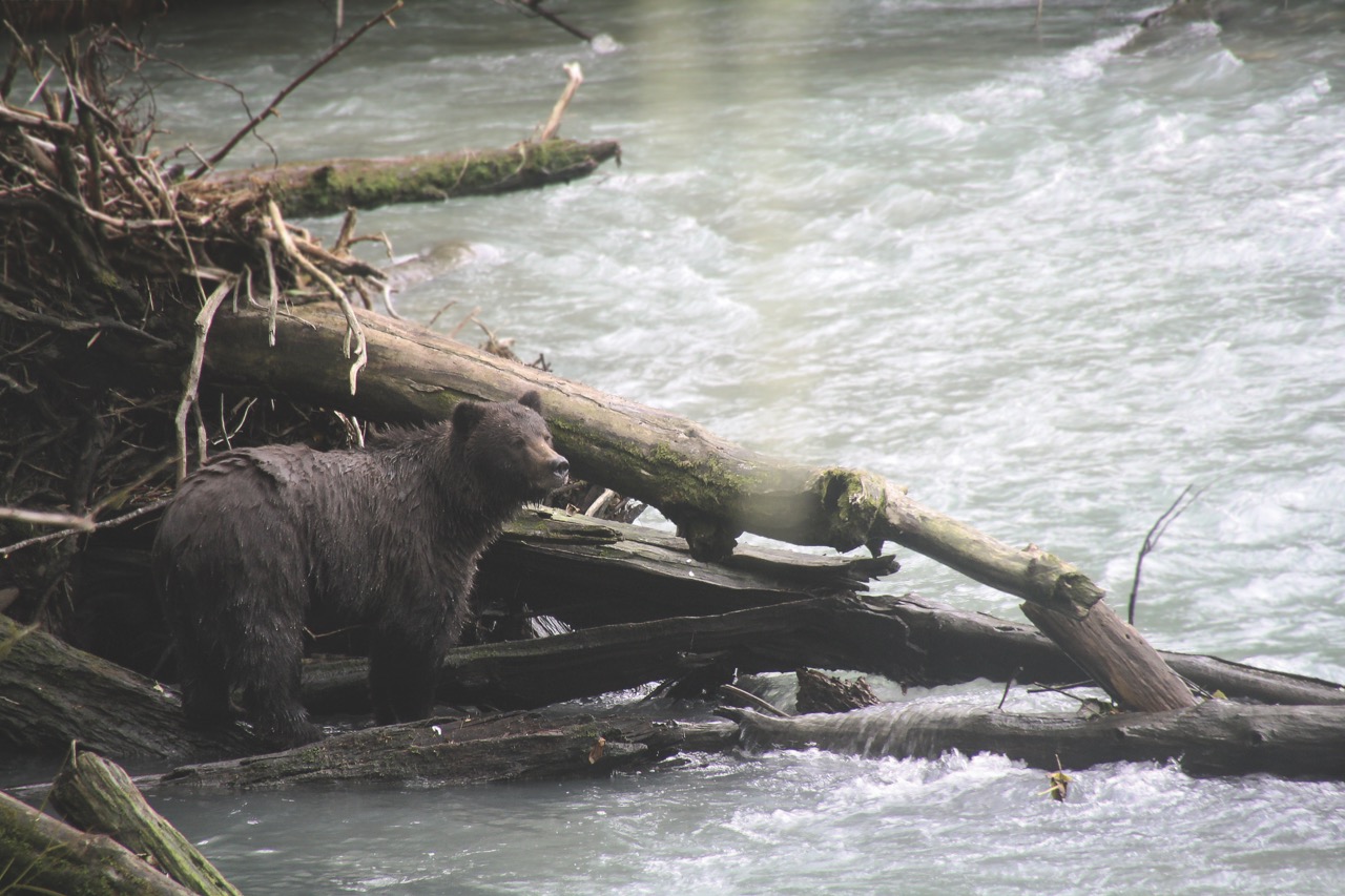 Bear looking to the right