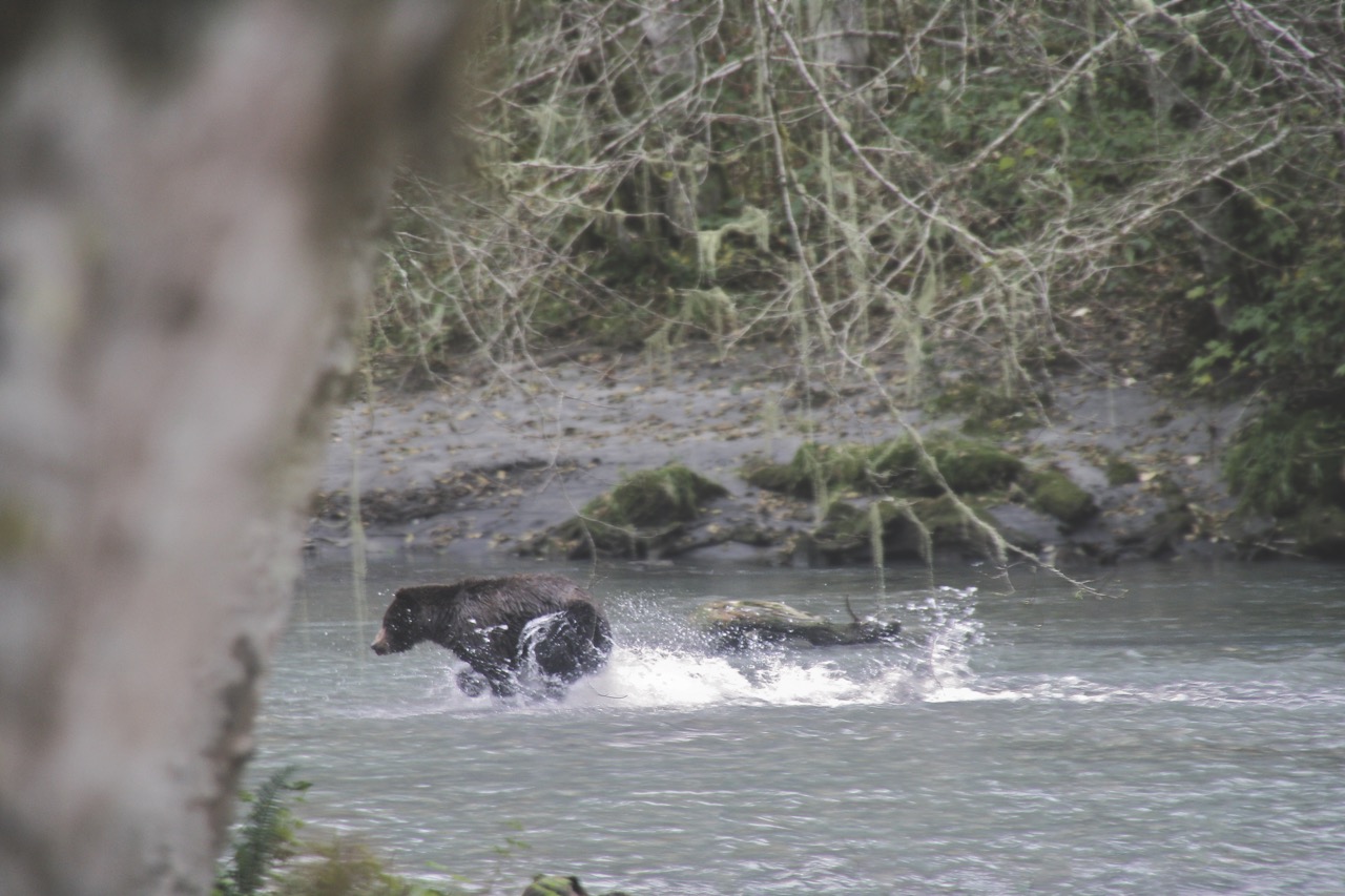 Bear running