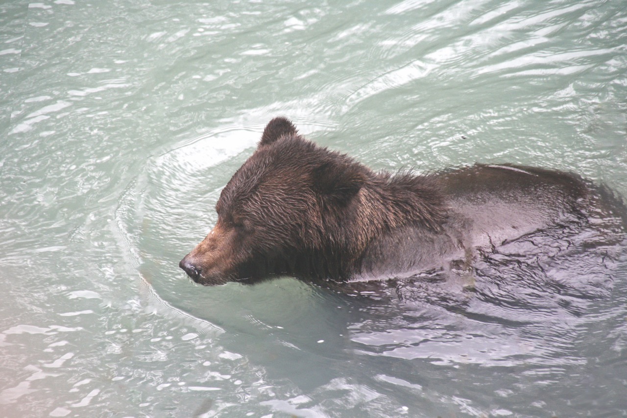 Bear swimming